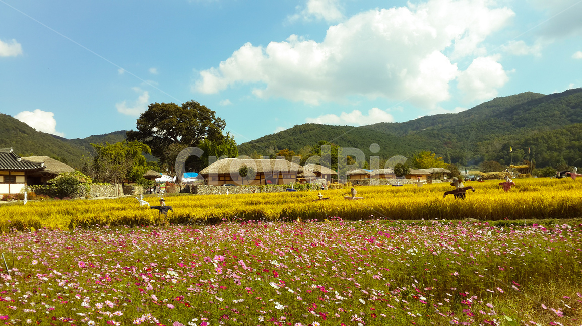 외암민속마을,가을,코스모스,꽃,풍경,벼,시골,마을,풍경,landscape,country,rural,town