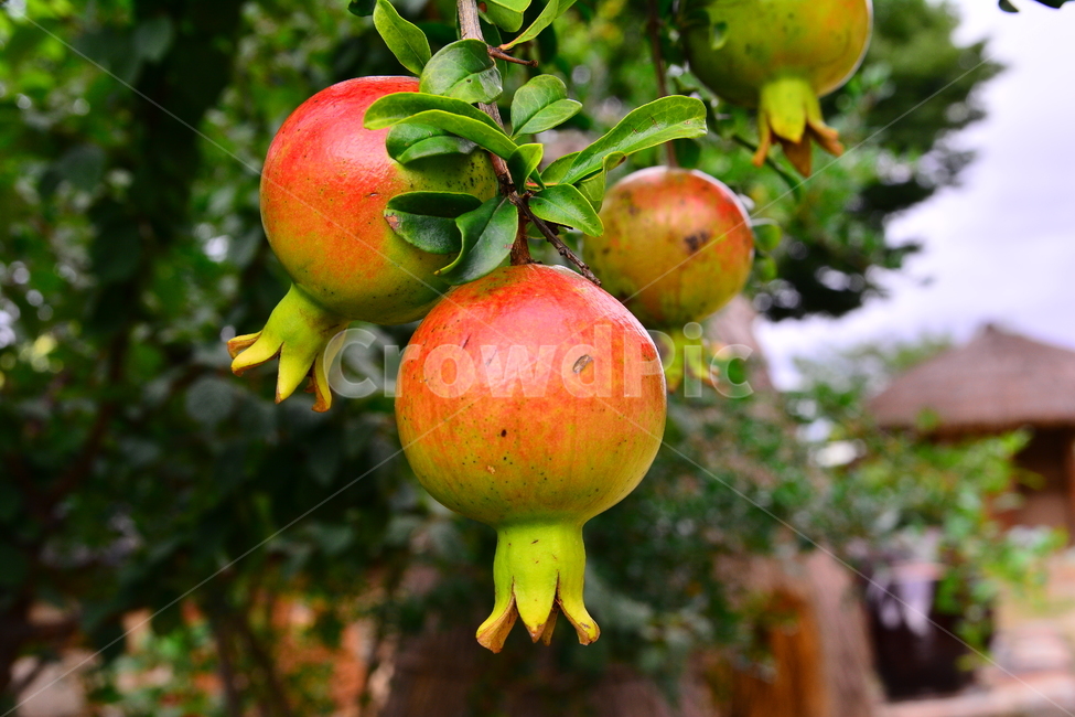 석류,토종,한국적,건강식품,잘익은,시골집,민속촌,과일,fruit,food,나무열매,pomegranate,식물,자연,plants,nature,음식,식재료,요리,food,cook,meal,dishes,food reserves,과일,열매,fruit