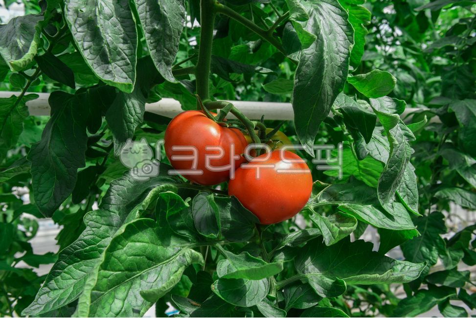 토마토,tomato,plant,식물,빨강,맛있는,야채,채소,과일,여름,건강,열매,하우스,fruit,붉은색,food,수확,음식재료,vegetable,건강식,리코펜,cook,착과,씨드,seeds,종자