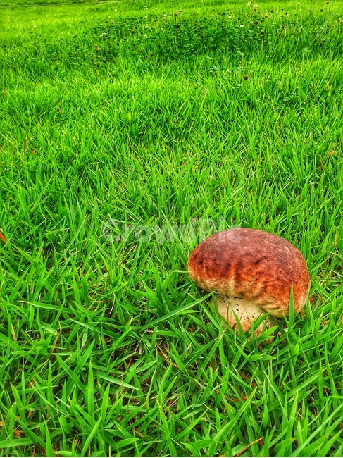 버섯,풀밭,초록색,갈색버섯,잔디,grass,식물,버섯,mushroom