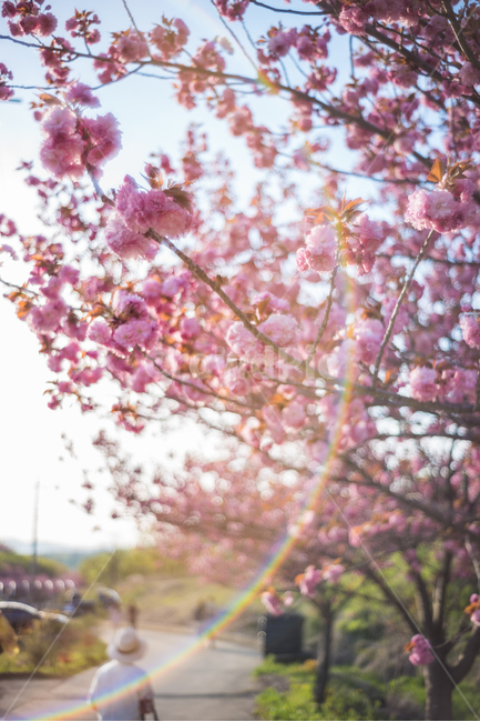 꽃,벚꽃,겹벚꽃,봄,오후,봄,계절,spring,season,식물,자연,plants,nature,꽃,flower,휴식,힐링,rest,relaxation,healing,plant,blossom,cherry blossom