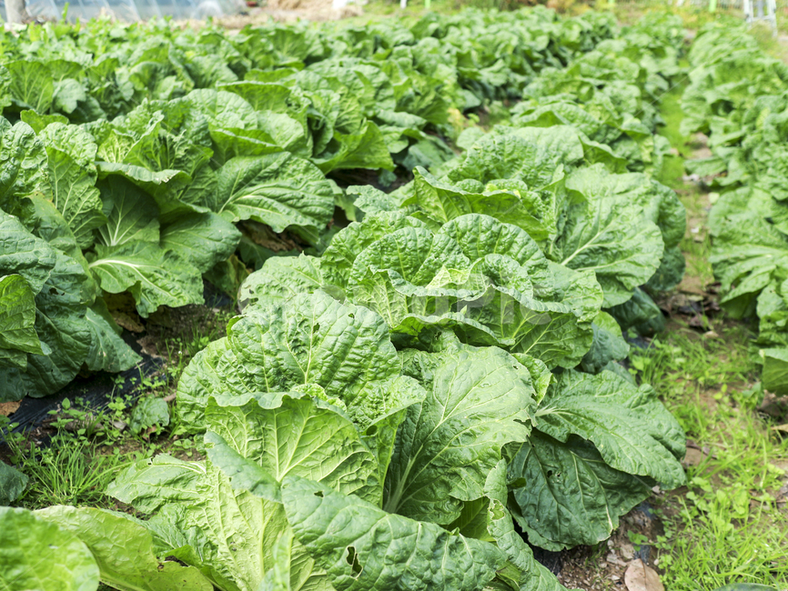 plant,식물,밭,배추,김장,배추잎,잎사귀,잎,자연,자연물,natural,유기농,텃밭,농사,초록,초록색,green,농작물,싱싱함,김장철,채소,야채,vegetables
