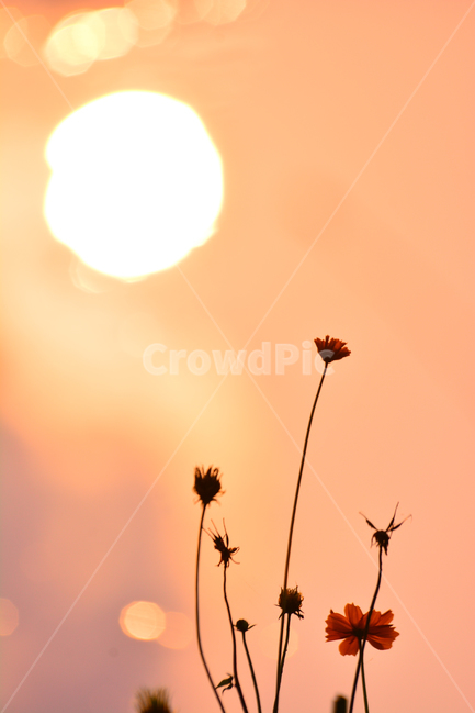 노랑코스모스,코스모스,노을,석양,감성,분위기,느낌,feeling,emotion,sensible,sunset,해질무렵,반사,태양,해,가을분위기,살구색,오렌지색,flowers,꽃,가을꽃,보케,빛망울,가을,계절,fall,autumn,season,식물,자연,plants,nature,꽃,flower,감성,sensible,feeling,light,빛,flare,플레어,sunlight,햇빛,outdoors,옥외