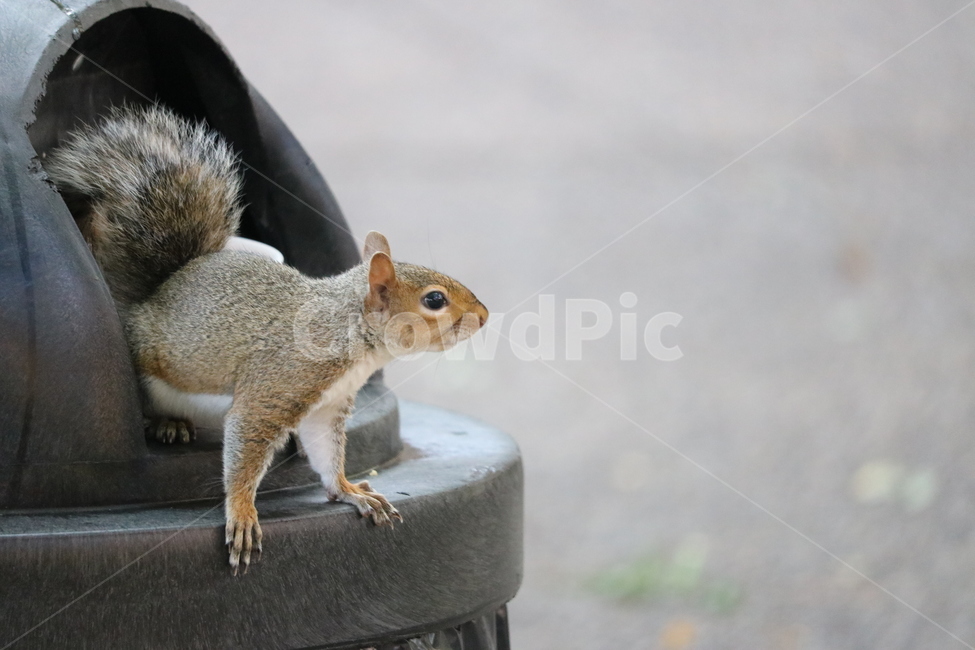 다람쥐,청솔모,회색,자연,동물,동물,animal,포유류,mammal