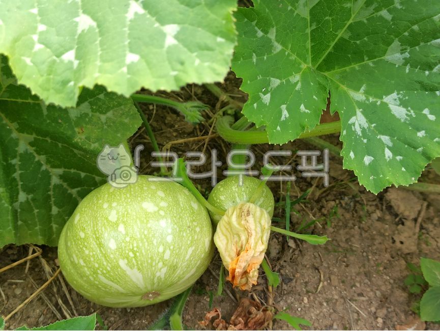 Pumpkin cultivation,vegetable,pumpkin,pumpkin harvest,pumpkin vine