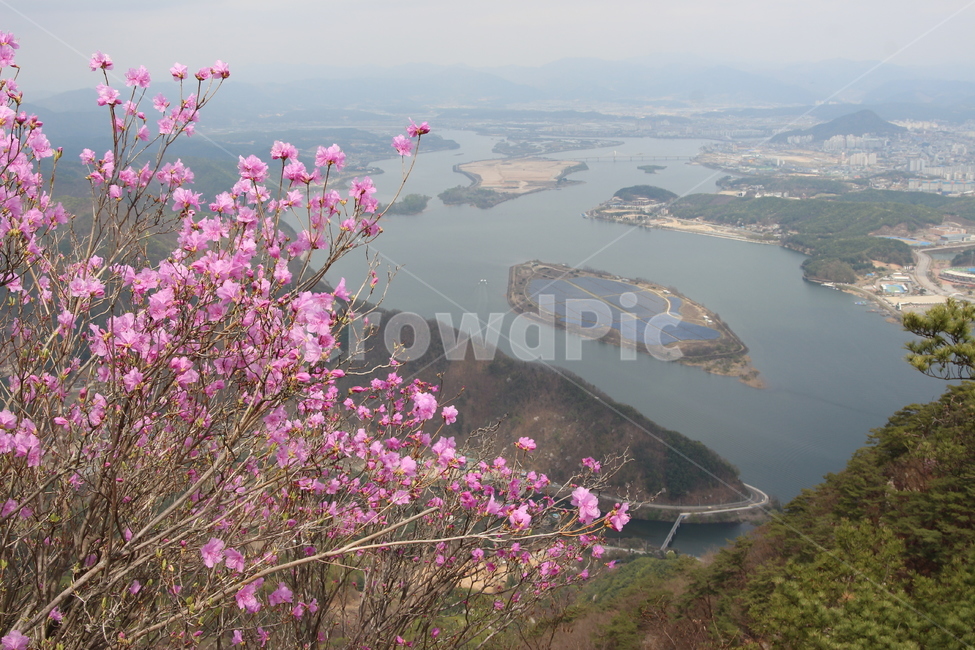 삼악산,진달래꽃,의암호,춘천,용화봉,봄