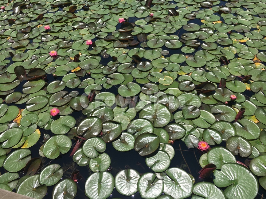 꽃,풍경,연꽃,연못,연잎,자연,풍경,nature,landscape,lily,백합,flower,plant,식물,blossom,pond lily,연못 백합