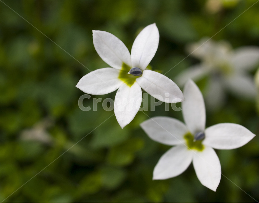 꽃,아웃포커싱,별꽃,flower,자연,식물,자연,plants,nature,꽃,flower