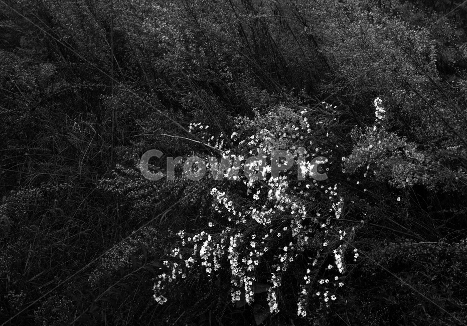 꽃,들꽃,야생화,쑥부쟁이,자연,계절,식물,식물,자연,plants,nature,꽃,flower,흑백,모노톤,monochrome,black and white