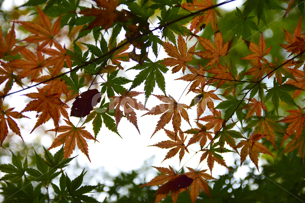 단풍,단풍나무,단풍잎,나뭇잎,잎,가을,청단풍,maple,leaf,leaves,autumn,식물,자연,plants,nature
