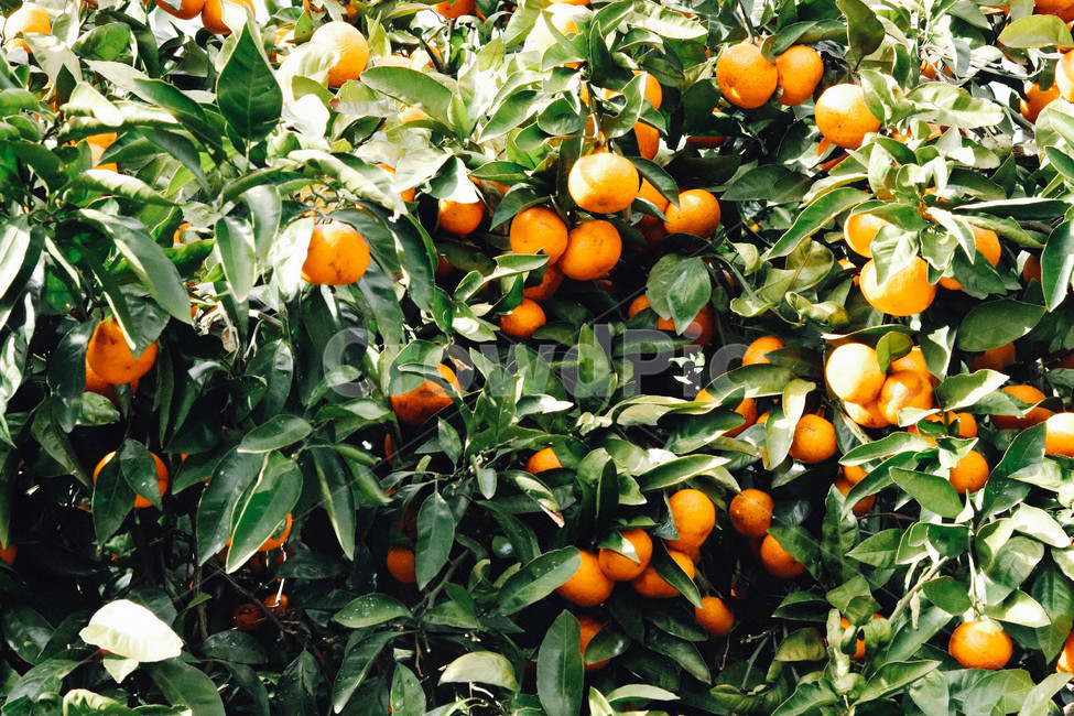 감귤,귤,제주도,제주,제주귤,과일,귤나무,비타민,과일,열매,fruit