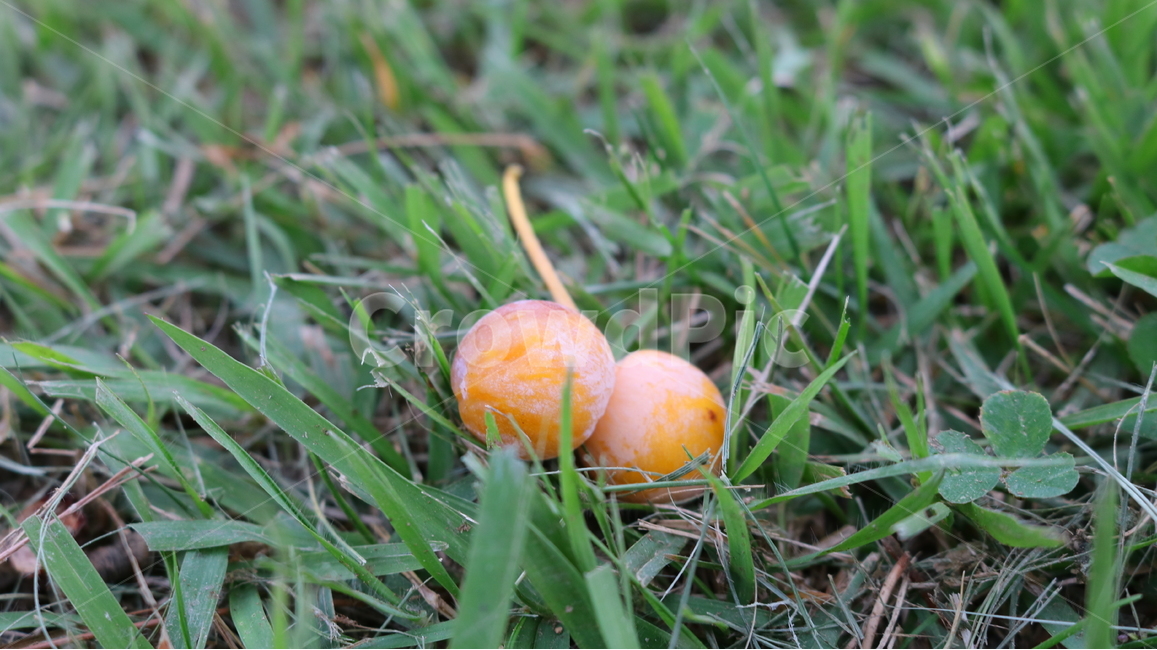 은행,은행나무,열매,나무,식물,낙엽교목,농산물,자연,간식,과일,열매,fruit