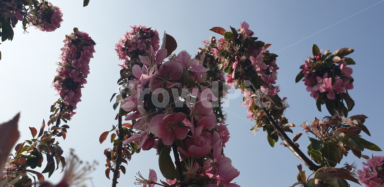 꽃,봄,식물,색감,선명한,꽃나무,식물,자연,plants,nature,꽃,flower