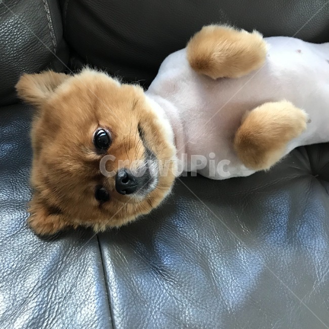 강아지,개,포메라니안,집,개털,애견,소파,동물,animal,포유류,mammal,개,강아지,dog,doggy