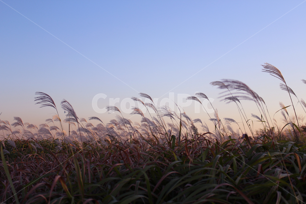 갈대,억새,가을,자연,풀,초원,nature,landscape,갈대밭,억새밭,식물,저녁,해질녘