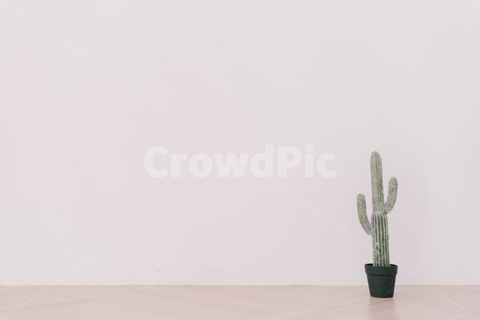 선인장,배경,흰벽,질감,감성,식물,자연,plants,nature,실내용화초,화분,화초,house plant,감성,sensible,feeling