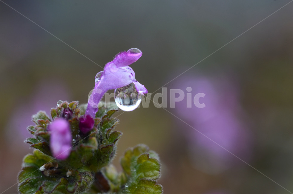 광대나물,물방울,꽃,야생화,봄,식물,자연,plants,nature,꽃,flower