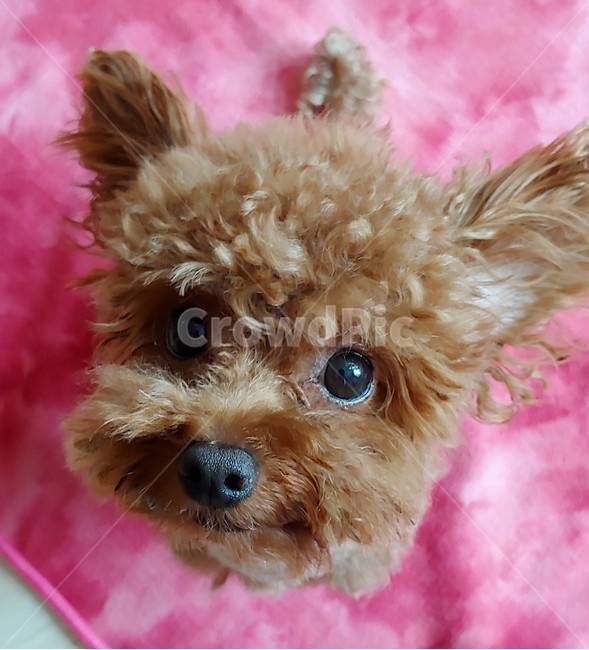 동물,강아지,개,푸들,갈색푸들,반려견,귀여움,동물,animal,포유류,mammal,개,강아지,dog,doggy