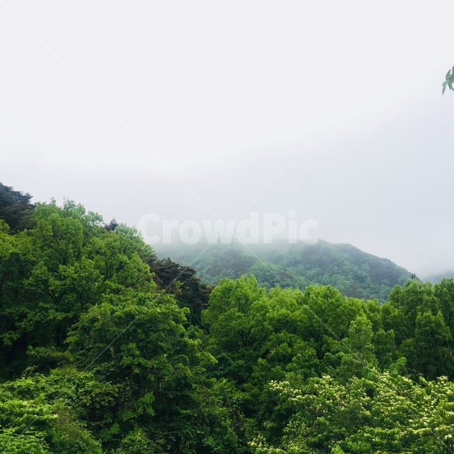 자연,산,나무,식물,안개