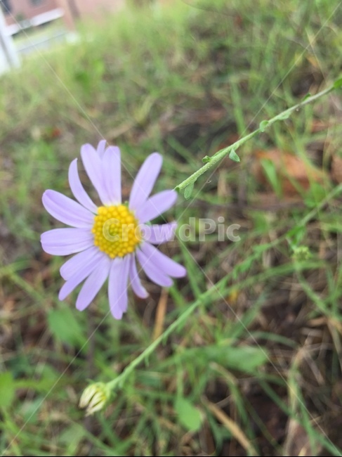 plant,daisies,식물,daisy,blossom,데이지,flower,꽃,식물,자연,plants,nature,꽃,flower
