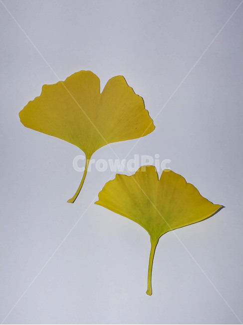 단풍잎,나뭇잎,가을,잎,낙엽,식물,autumn,leaf,leaves,maple,fall,plant,계절,season,가을,계절,fall,autumn,season,식물,자연,plants,nature