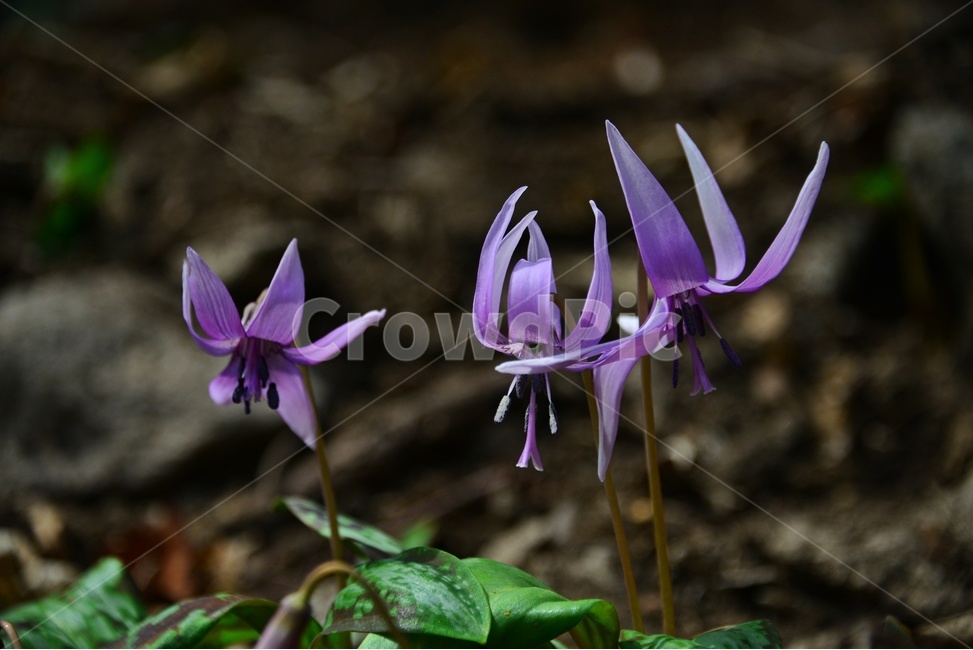 plant,식물,blossom,flower,꽃,얼레지,얼레지꽃,보라색,보라색꽃,봄꽃,봄,계절,식물,자연,plants,nature,꽃,flower