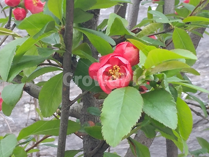 동백꽃,동백,나뭇잎,나뭇가지,꽃봉오리,꽃나무,flowertree,bough,leaf,flowerbud,camellia