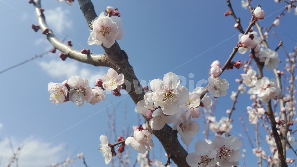 식물,꽃,나무,매화,나무가지,매실나무,plant,japaneseapricottree,plum,japaneseapricot,flower,blossom,tree,japaneseapricotflower,japaneseapricotblossom,umeflower,ume,umeblossom