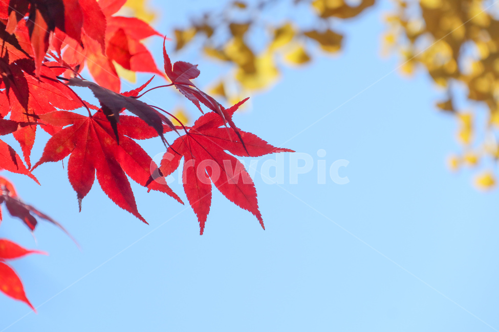 가을,하늘,단풍,구름,자연,fall,sky,autumn,maple,cloud,nature,가을,계절,fall,autumn,season,plant,식물,leaf,잎,tree,나무