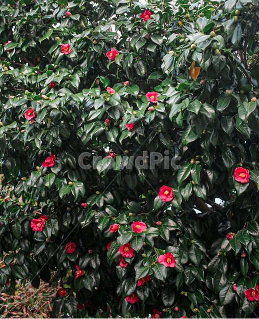 동백꽃,동백,동백나무,제주도,겨울,꽃,빨강,자연,색감,초록,plant,식물,red,green,flower,camellia
