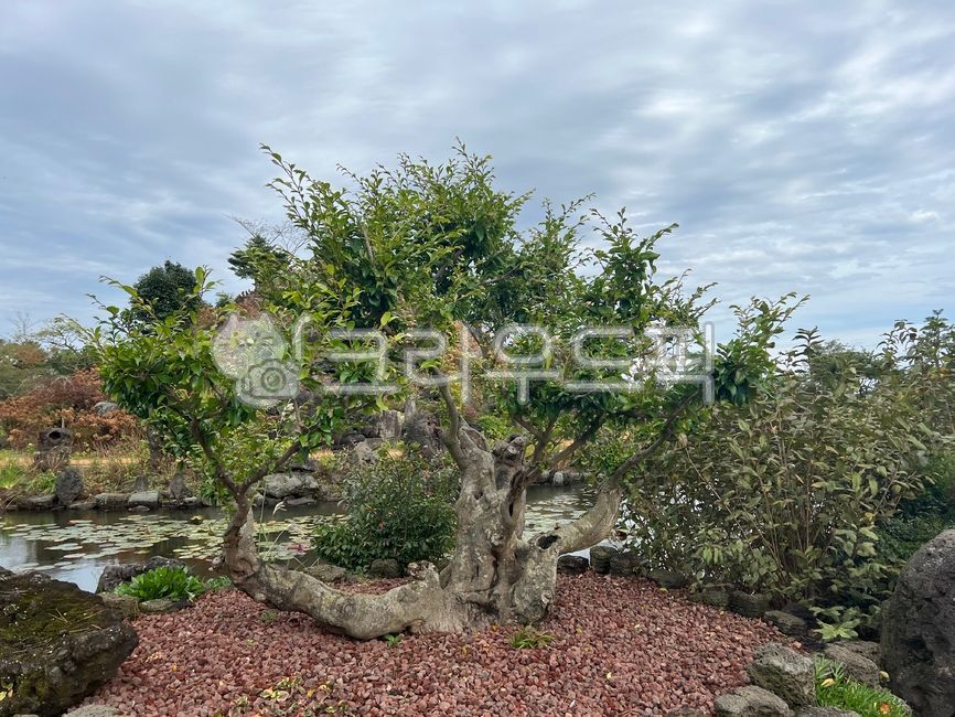 vegetation, 초목, tree, 나무, gravel, 사진,이미지,일러스트,캘리그라피 - dbwlrhkd1작가