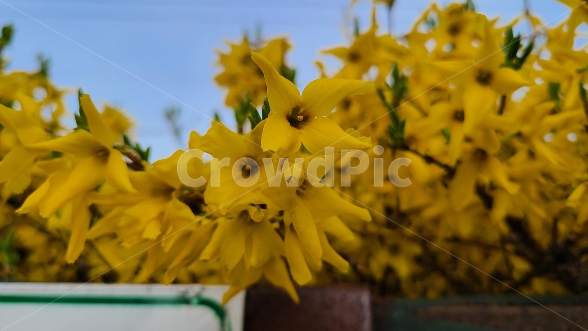 개나리,노란,노란색,봄,봄꽃,flower,봄날,개화,yellow,plant,식물,blossom,꽃