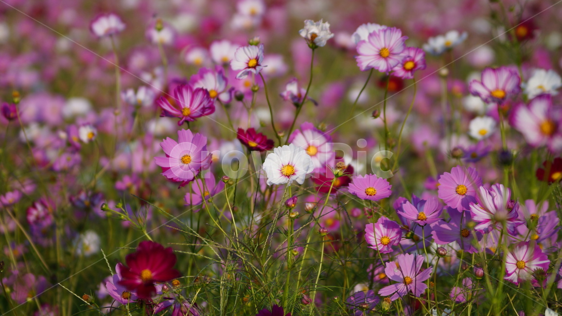 꽃,꽃길,코스모스,코스모스축제,식물,가을,계절,fall,autumn,season,식물,자연,plants,nature,꽃,flower,plant,blossom,anemone,아네모네