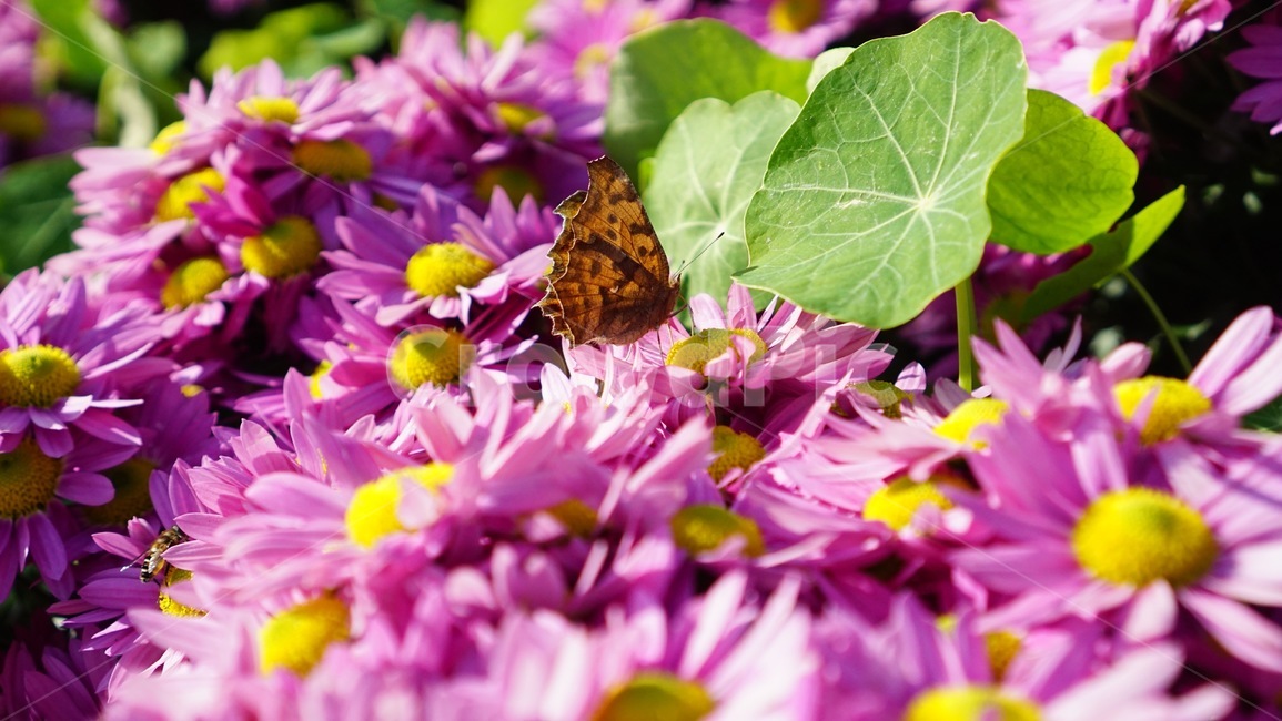 나비,자연,분홍색,꽃,가을,핑크,따뜻함,따뜻,warm,butterfly,nature,pink,flower,autumn,fall,곤충,가을꽃,식물,분홍꽃,핑크꽃,날개,날개짓,날갯짓,나들이,점박이,벌레,식물,자연,plants,nature,꽃,flower