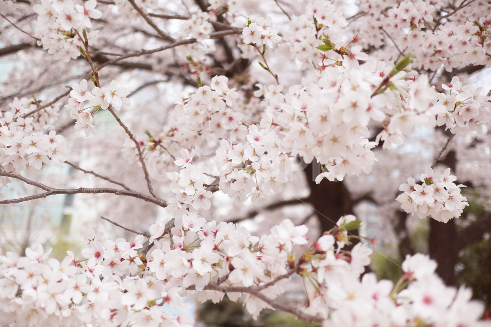 벚꽃,벚나무,봄,분홍,식물,봄,계절,spring,season,식물,자연,plants,nature,꽃,flower,plant,blossom