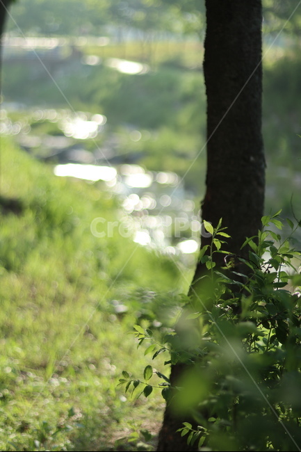 조팝나무,봄,빛,아침,연두,식물,자연,plants,nature