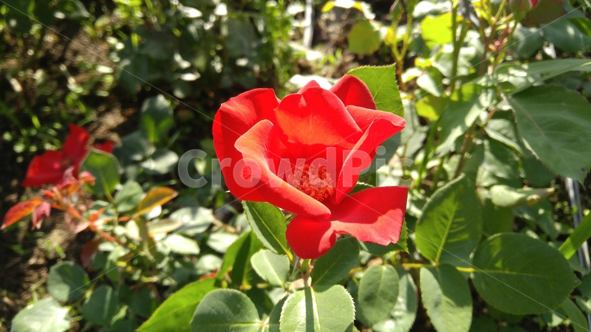 장미,붉은장미,꽃,붉은색,녹색,식물,계절,배경,감성,rose,aredrose,flower,red,green,flant,season,background,emotional