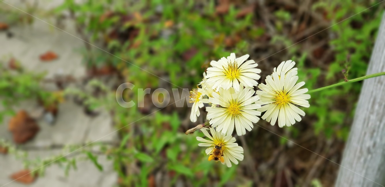 꽃,민들레,가을,식물,자연,계절,감성,식물,자연,plants,nature,꽃,flower