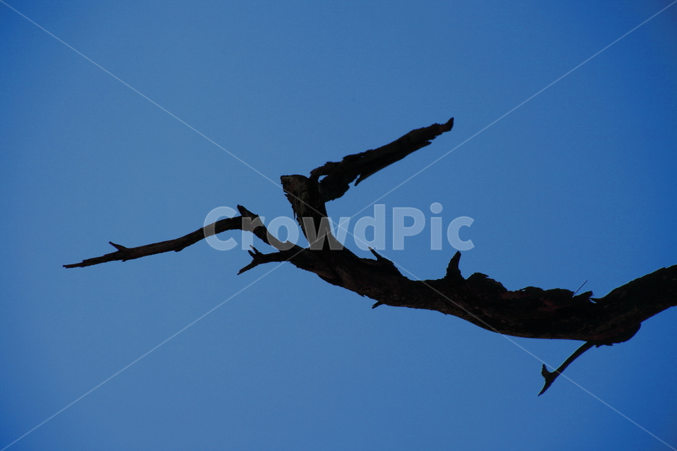 나무,고목,고사목,죽은나무,wood,나뭇가지,나무가지,식물,자연,plants,nature,나무,trees,wood