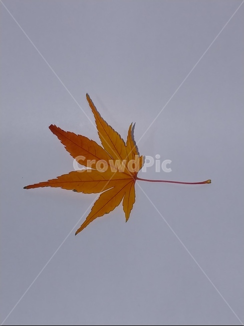 가을,단풍,나뭇잎,단풍잎,낙엽,잎,leaf,식물,나무,가을,계절,fall,autumn,season,plant,tree,invertebrate,무척추 동물,insect,곤충,animal,동물