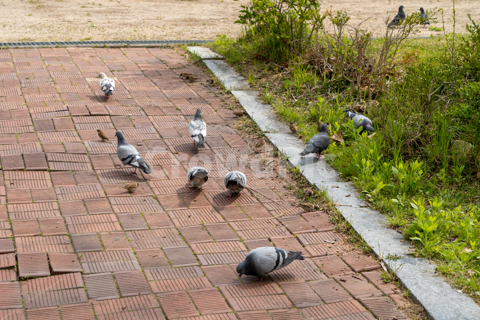 비둘기,참새,새,animal,bird,동물,모이,공원