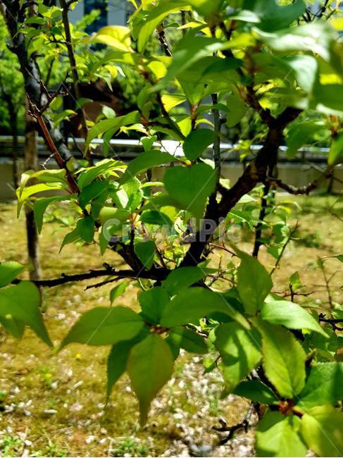 나무,나뭇잎,초록,초록색,봄,식물,자연,plants,nature