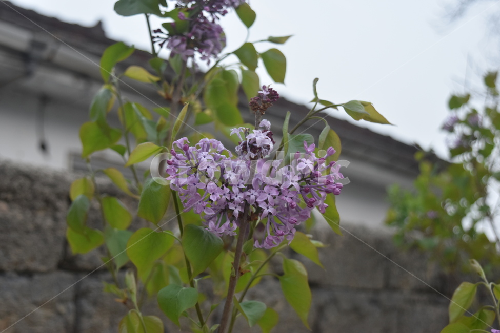 봄,라일락,꽃,담벼락,flower,식물,자연,plants,nature,꽃,flower