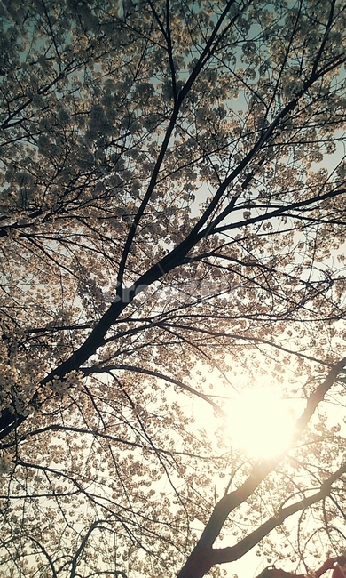 봄,벚꽃,하늘,따듯함,봄하늘,휴식,감성,태양,그림자,나무,벚나무,여유,봄감성,봄,계절,spring,season,자연,풍경,nature,landscape,light,빛,flare,플레어