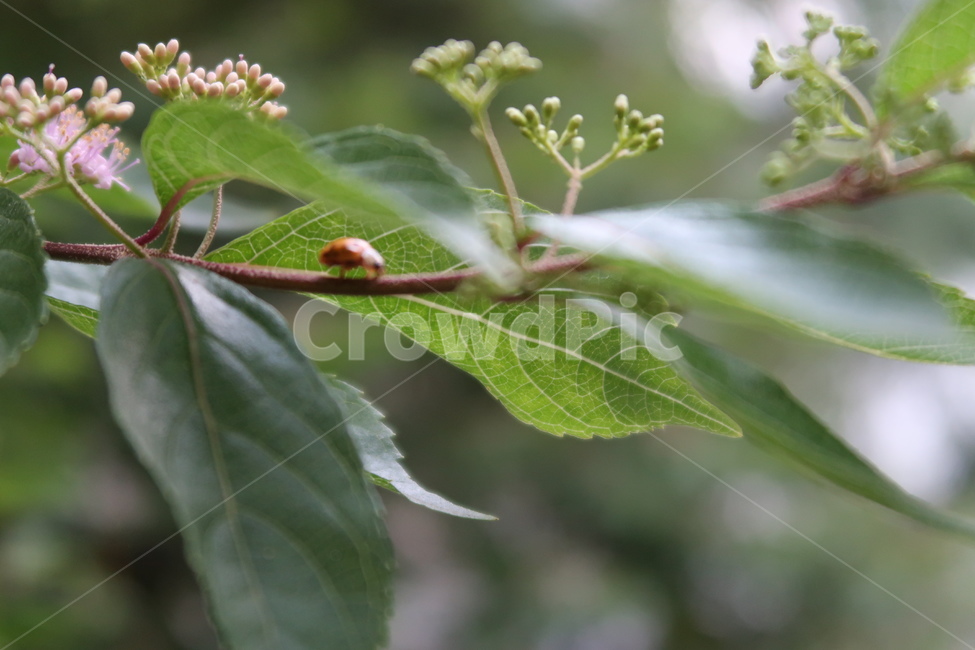 곤충,무당벌레,자연,ladybug,ladybird,nature,식물,나뭇잎,꽃,flower