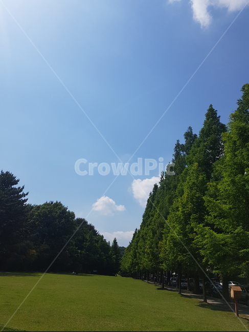 grass,잔디,plant,식물,tree,나무,sky,cloud