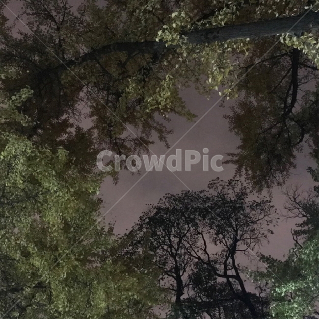 나무,tree,식물,nature,자연,하늘,밤,숲속하늘,숲