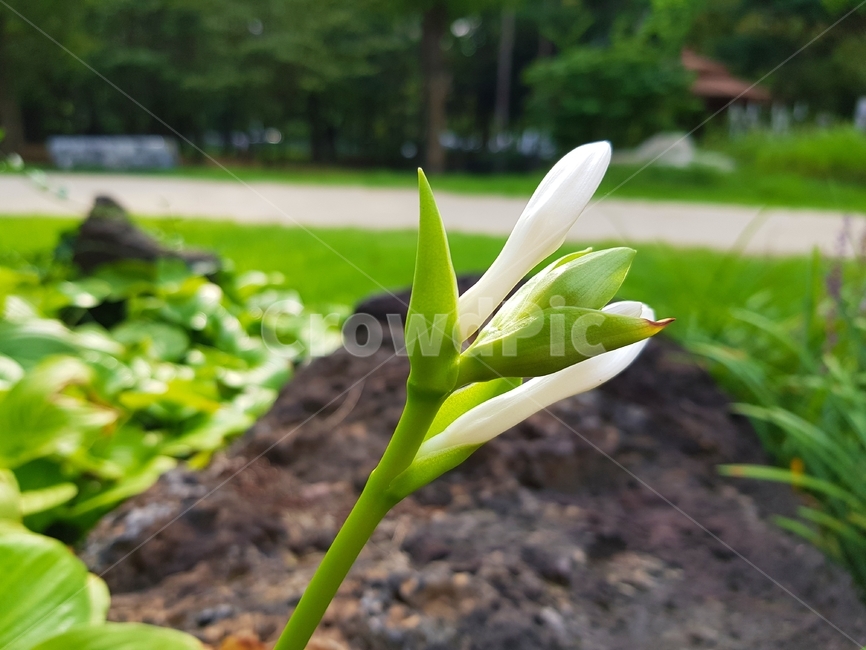 식물,plant,초목,꽃,야외,식물,자연,plants,nature,꽃,flower