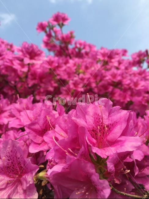 plant,식물,blossom,geranium,제라늄,flower,꽃,식물,자연,plants,nature,꽃,flower