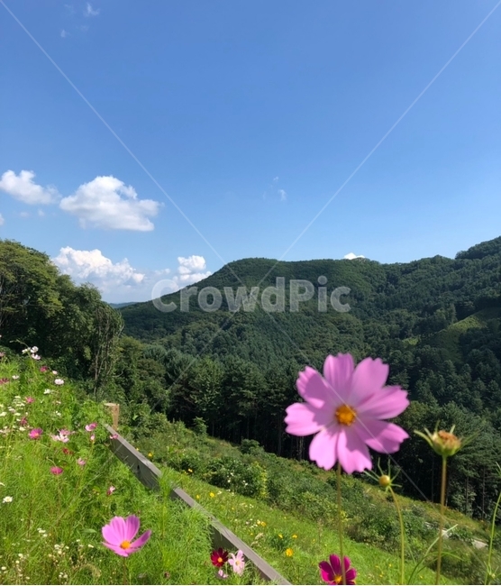 식물,자연,풍경,경치,plant,nature,scenery,야외,outdoors,꽃,산,코스모스,배경,가을,초목,가을,계절,fall,autumn,season,옥외,vegetation,landscape